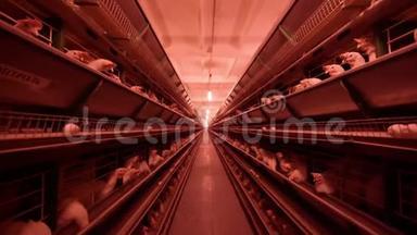 家禽养殖场，鸡坐在笼子里，吃混合饲料，传送带上躺着母鸡`鸡蛋，鸡